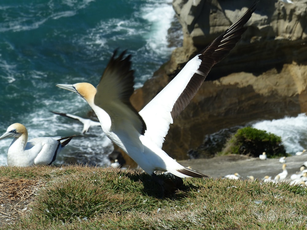 time-lapse photography of a white and black bird flapping its wings