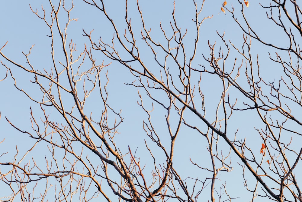 leafless tree at daytime