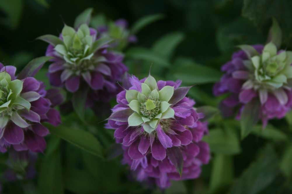 selective focus photography of green and purple-petaled flowers