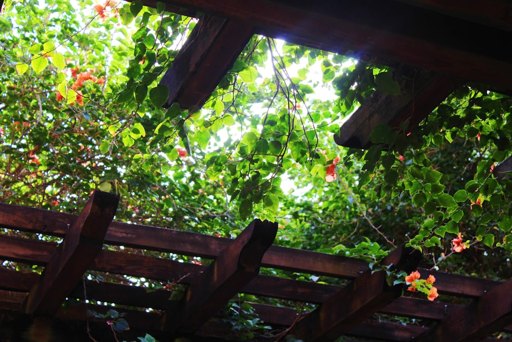 plants on pergola at daytime