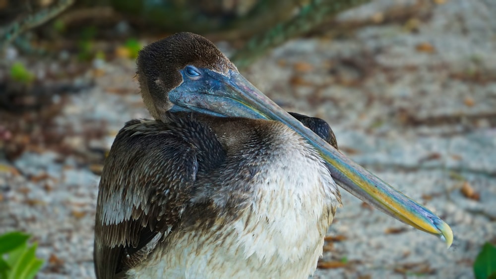 brown and white pelican