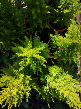 Sunlit garden corner showcasing silver-gray planters filled with vibrant ferns and small palms.