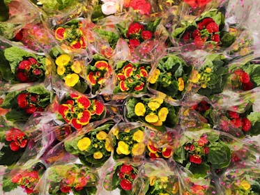 A vibrant display of colorful flowers wrapped in transparent plastic. The flowers are mainly red and yellow, surrounded by lush green leaves. The wrapping is adorned with small pink star patterns, adding a festive touch.