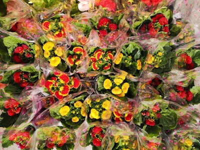 A vibrant hoya plant carefully packaged for international shipping.
