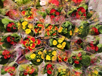A vibrant display of colorful flowers wrapped in transparent plastic. The flowers are mainly red and yellow, surrounded by lush green leaves. The wrapping is adorned with small pink star patterns, adding a festive touch.