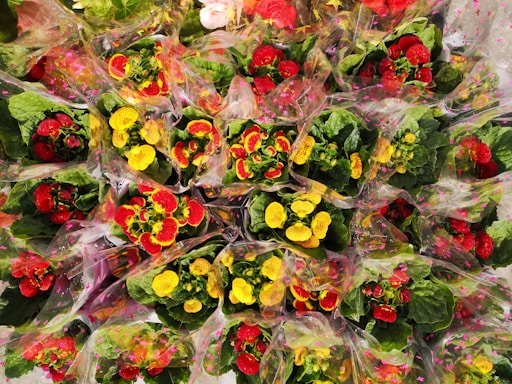 A vibrant display of colorful flowers wrapped in transparent plastic. The flowers are mainly red and yellow, surrounded by lush green leaves. The wrapping is adorned with small pink star patterns, adding a festive touch.