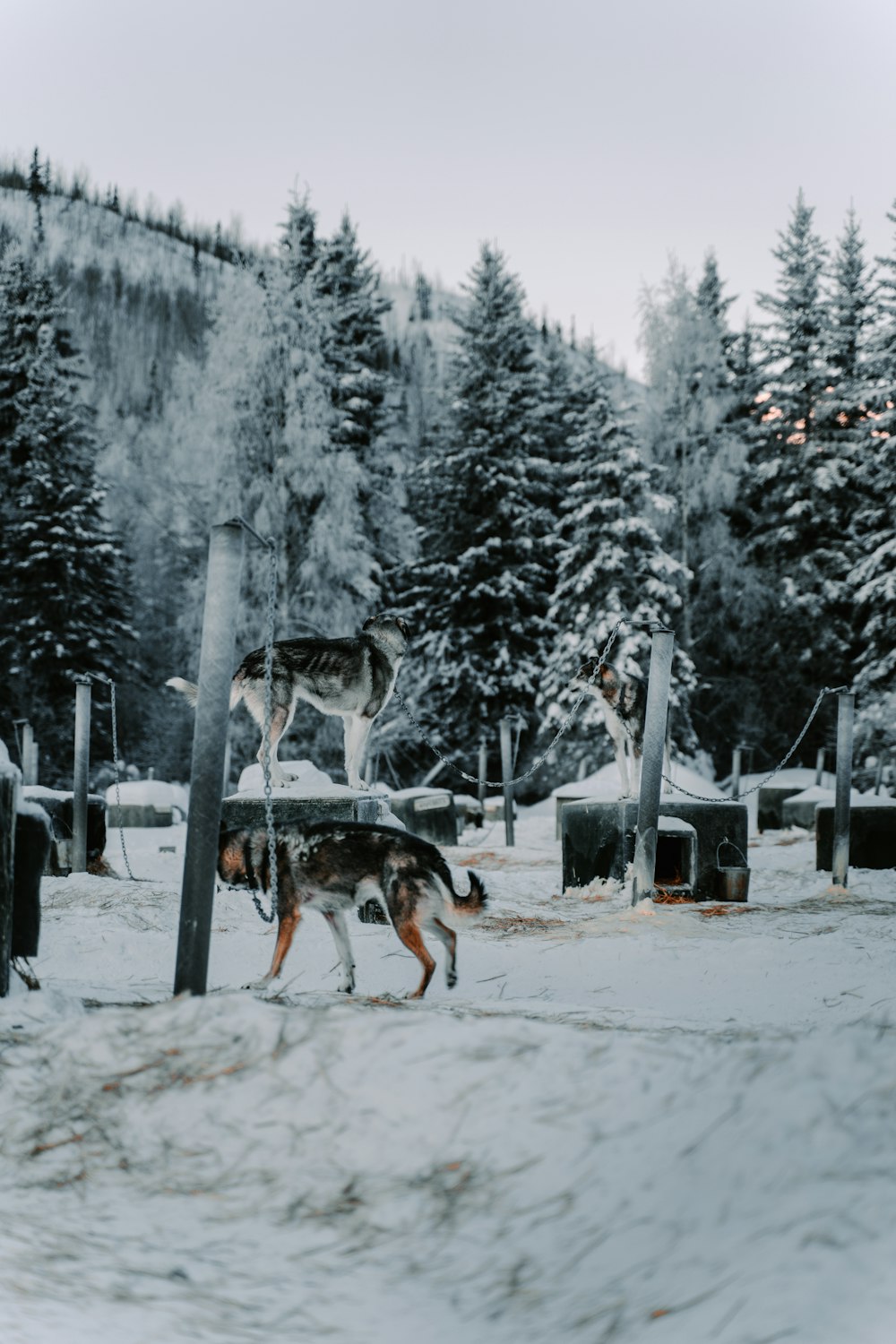 adult German shepherd on snowy field