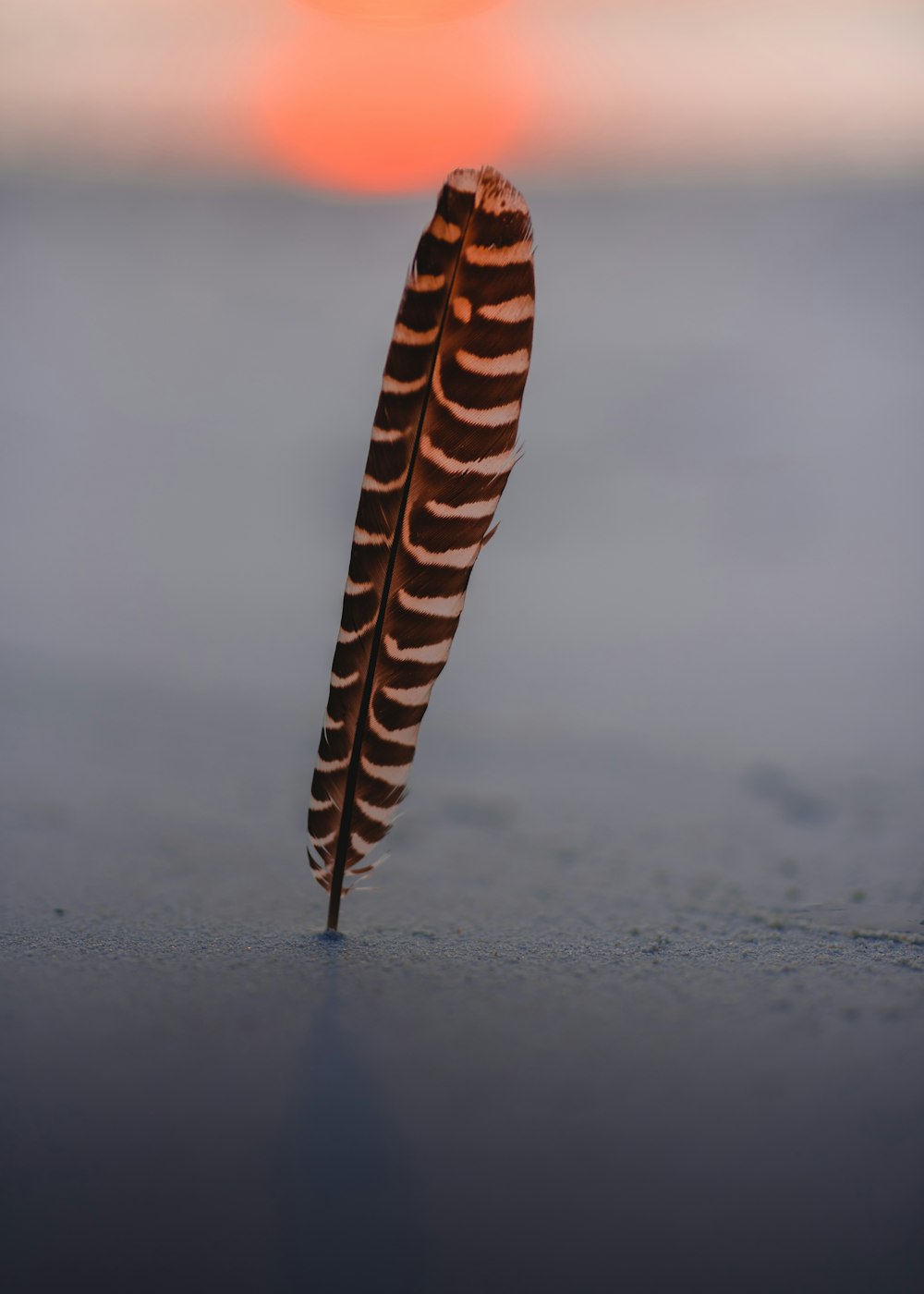 white and brown striped feather on sand