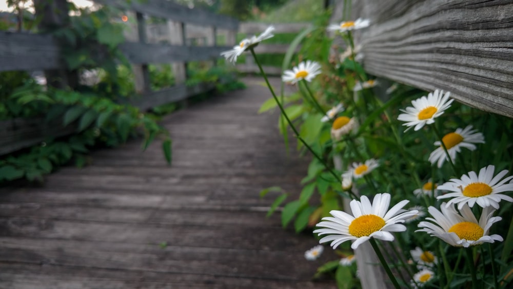 white daisies near gray wooden fence