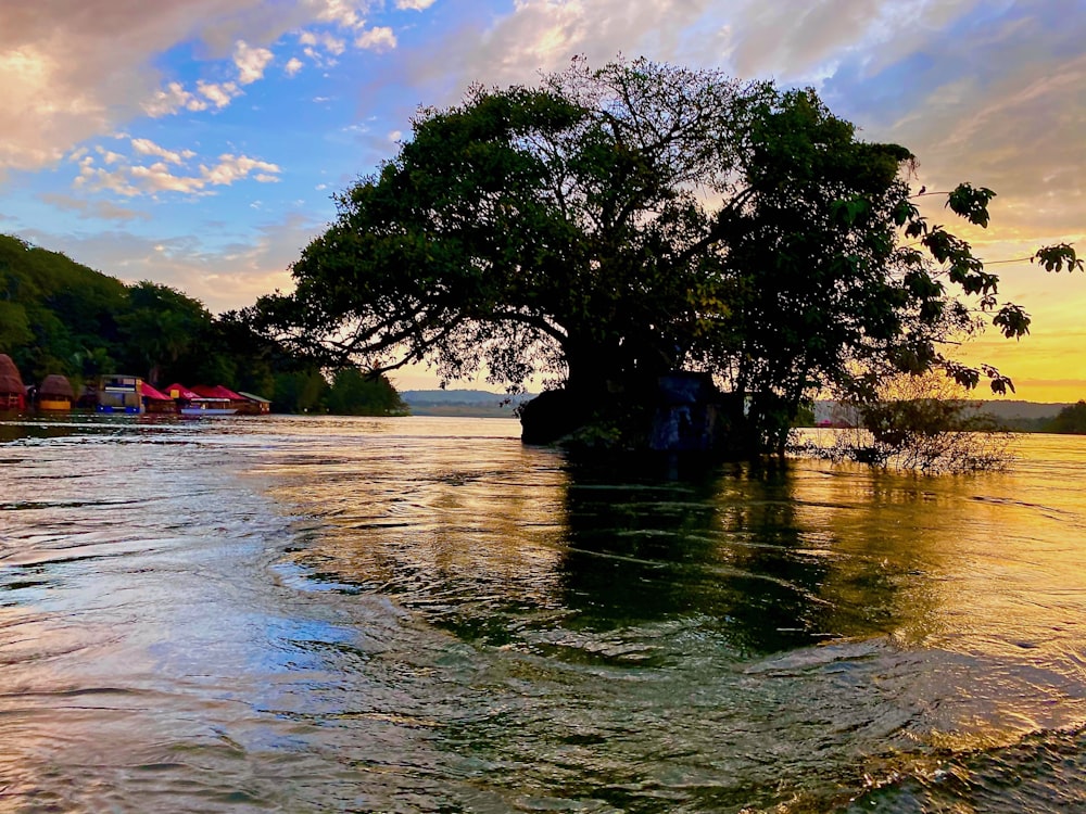 arbres verts au bord d’un plan d’eau sous un ciel nuageux pendant la journée