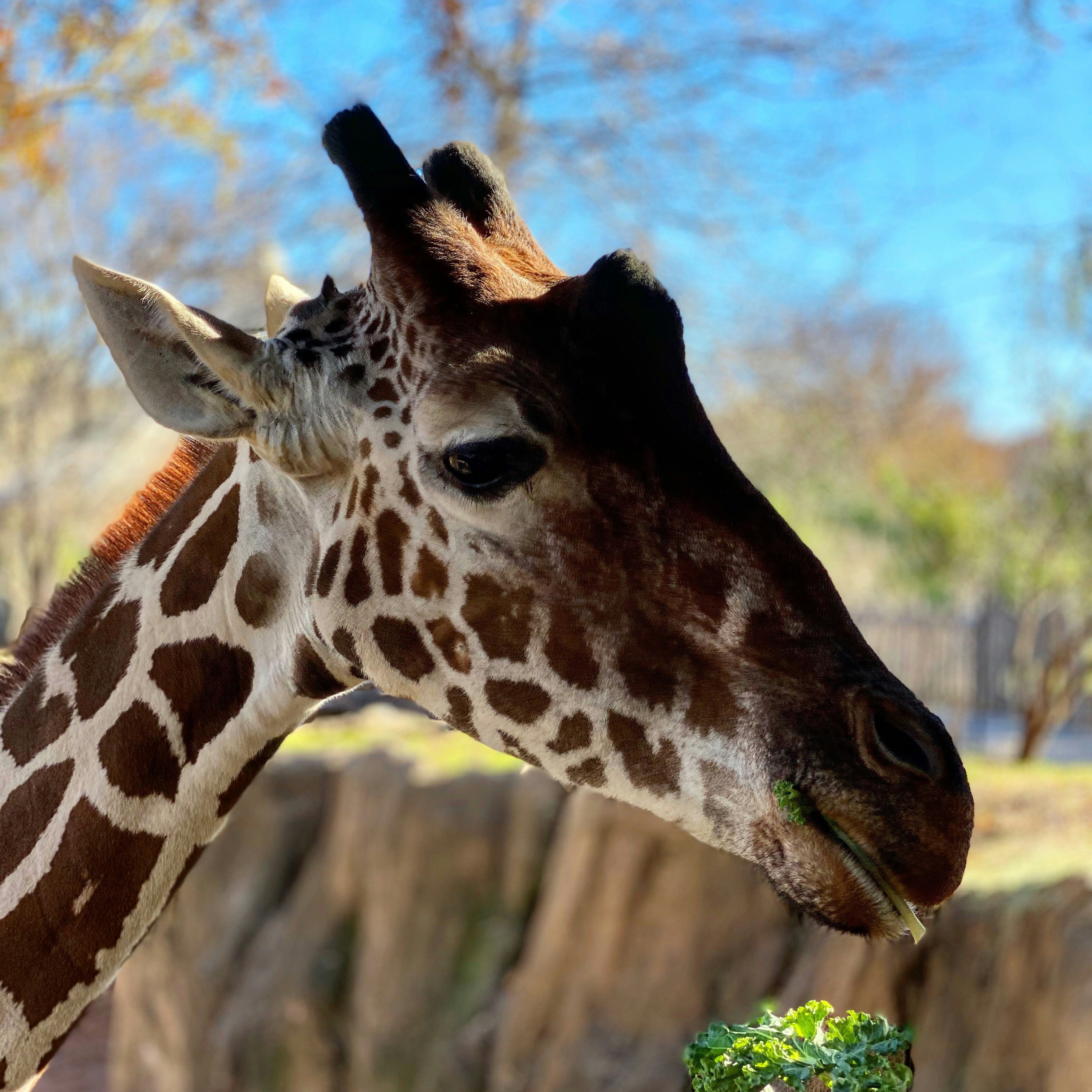 giraffe in close up photography during daytime