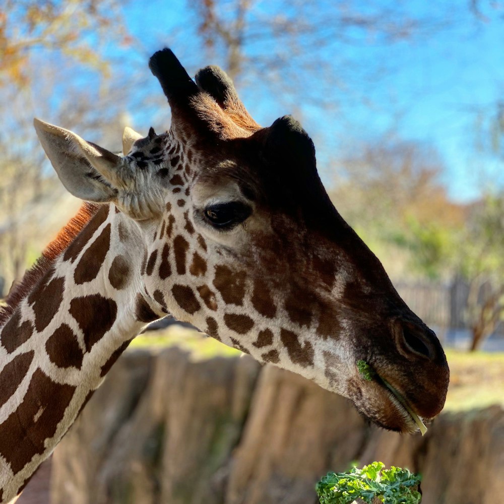 giraffe in close up photography during daytime