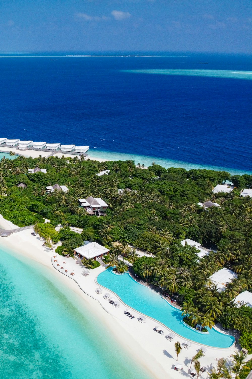 aerial photography of green trees beside body of water