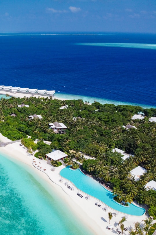 aerial photography of green trees beside body of water in Amilla Fushi Maldives