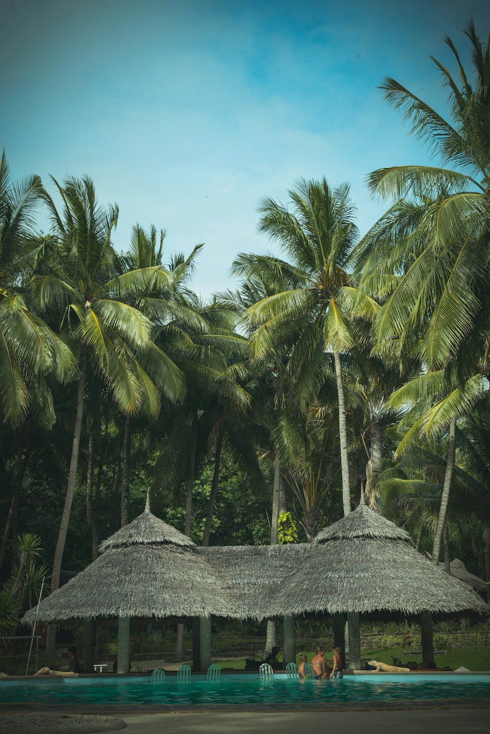 coconut trees near hut