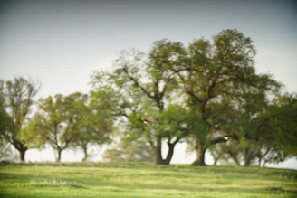 A serene landscape with green trees, blue sky, and birds flying gently.