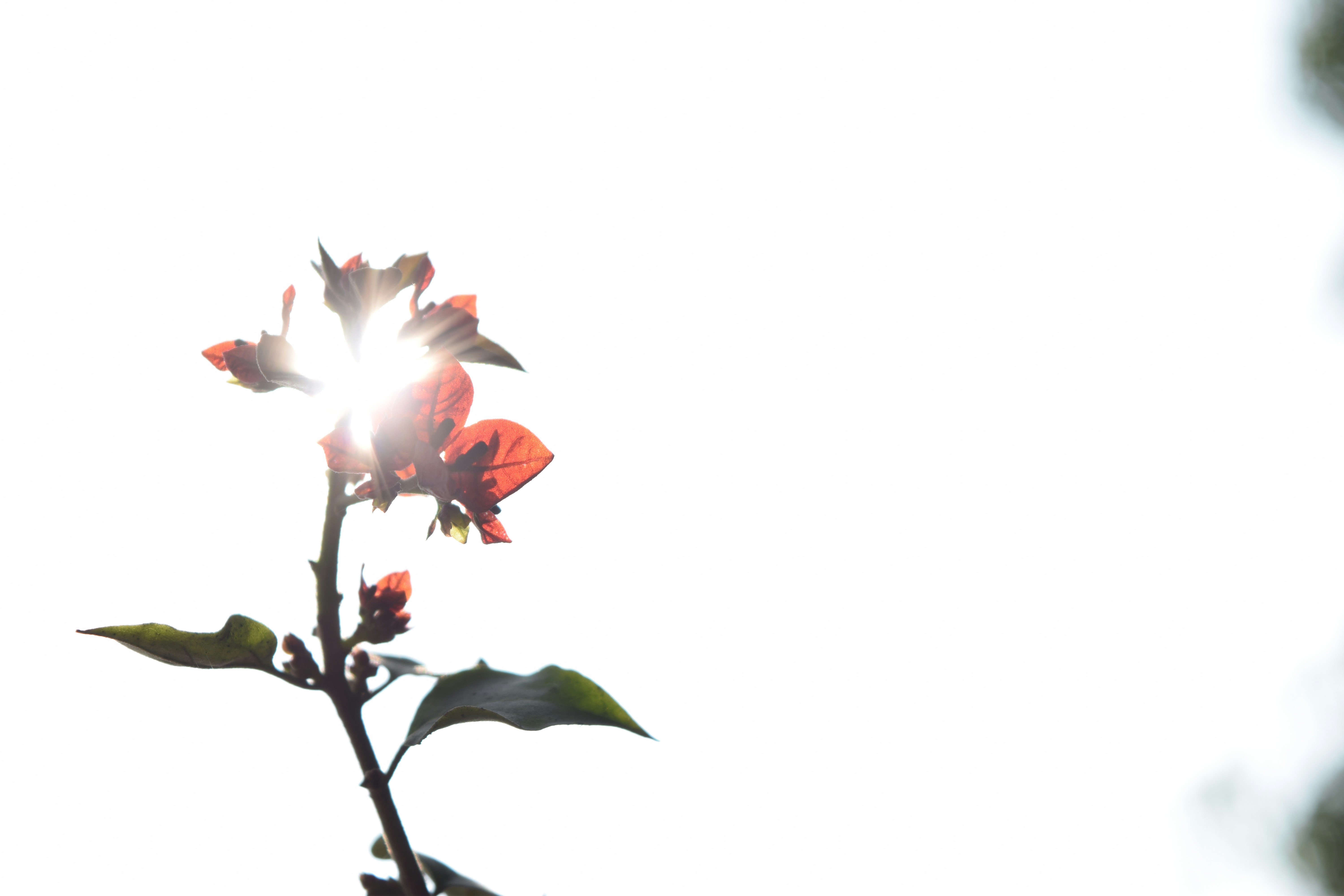 Photo by ruin_firefly