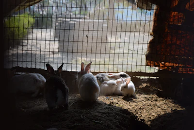 rabbits in cage