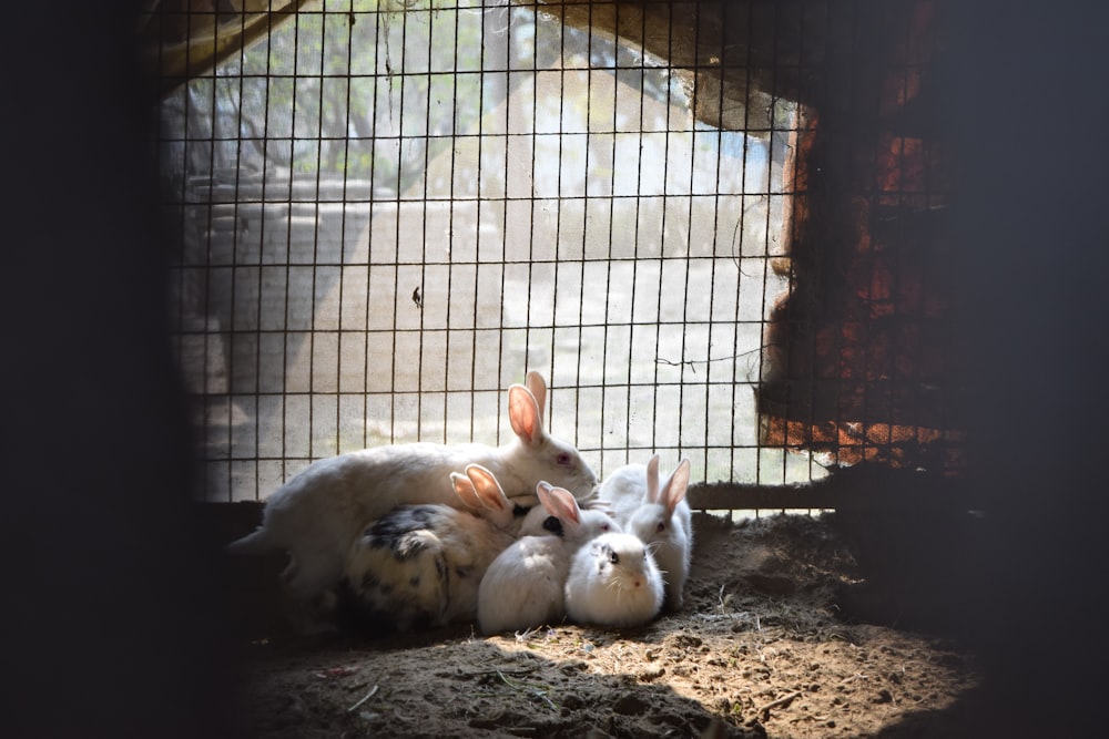 rabbits in cage