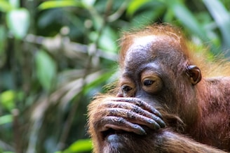 Close-up of an orangutan resting in lush green forest.