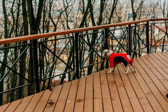 dog standing on terrace