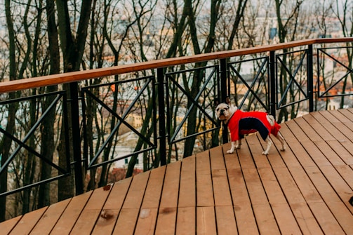 dog standing on terrace