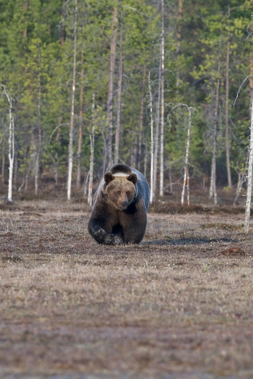 orso nella foresta