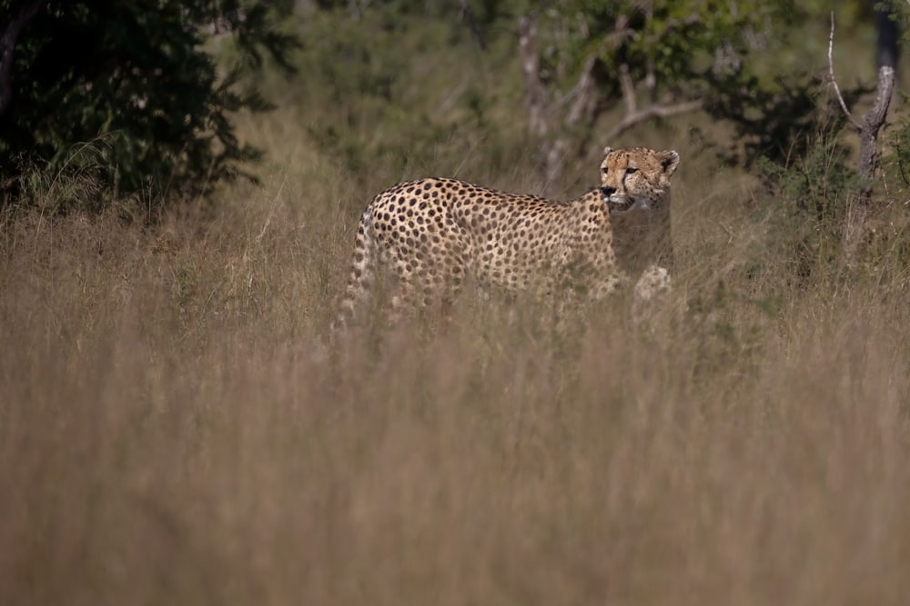 cheetah standing on tall grasses at daytime