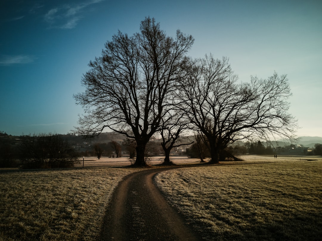 bare trees near unpaved road at daytime