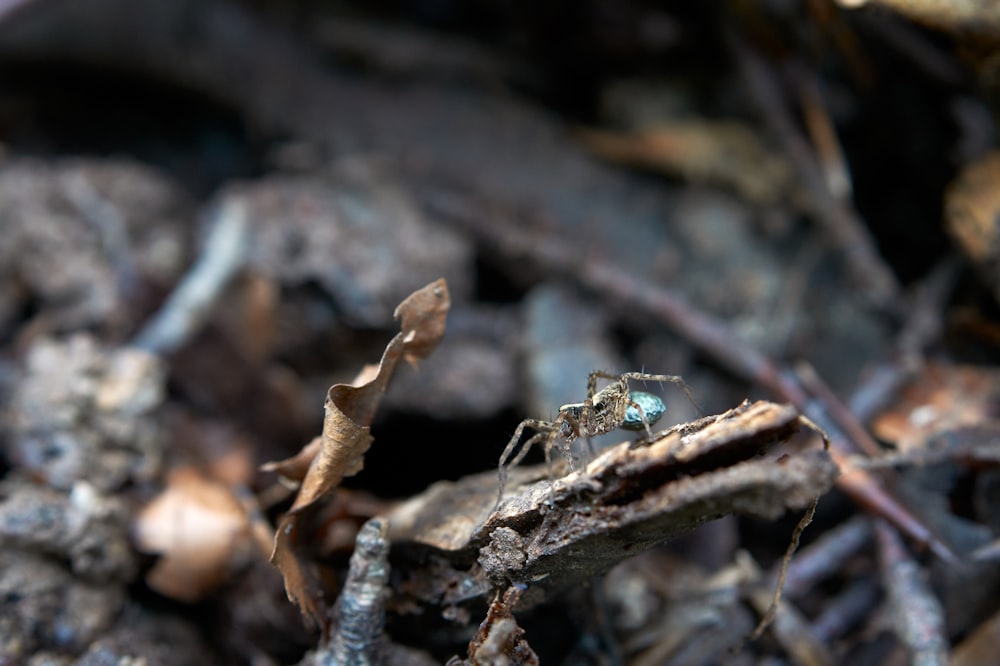 blue and brown spider