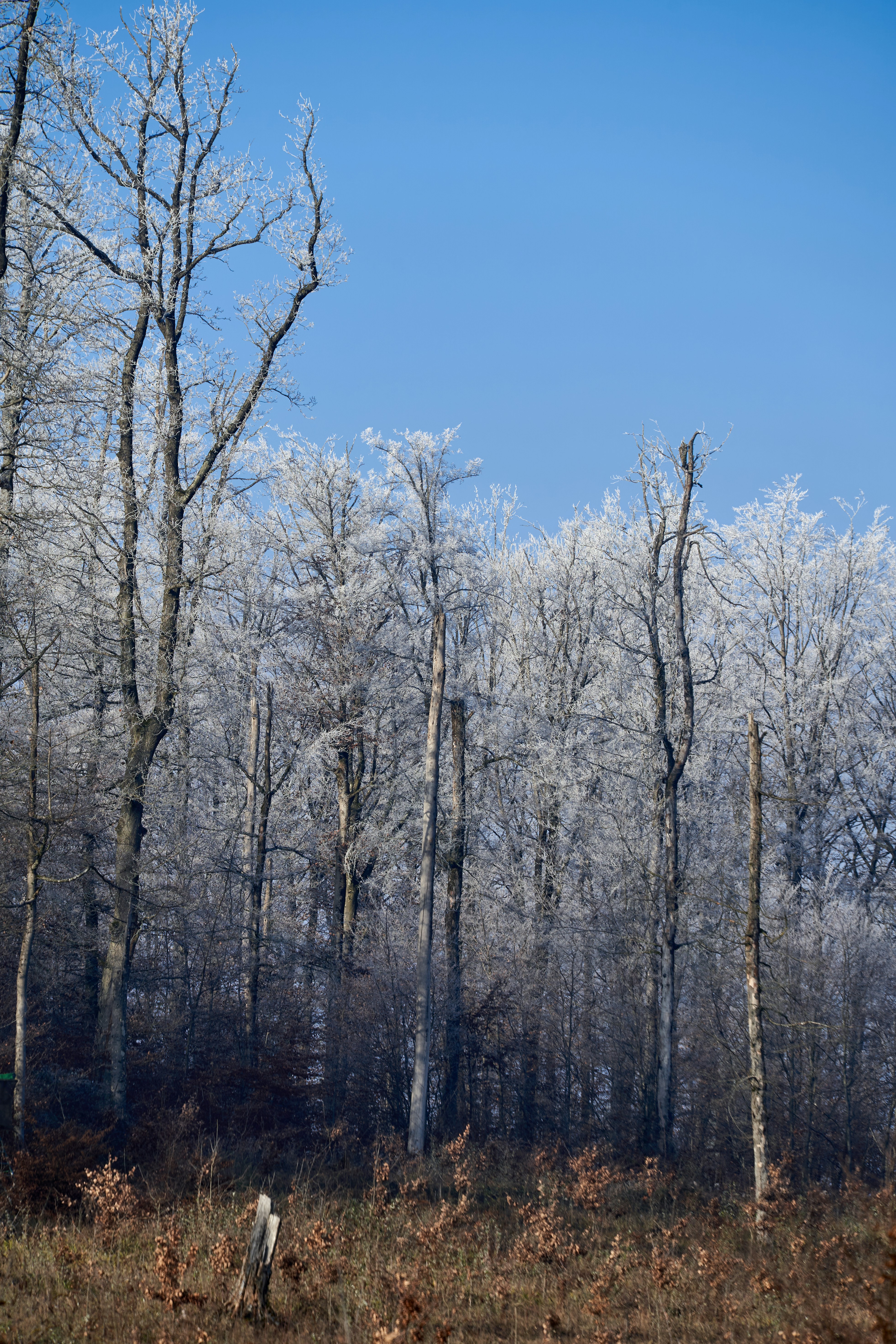 Photo by wolfgang_hasselmann