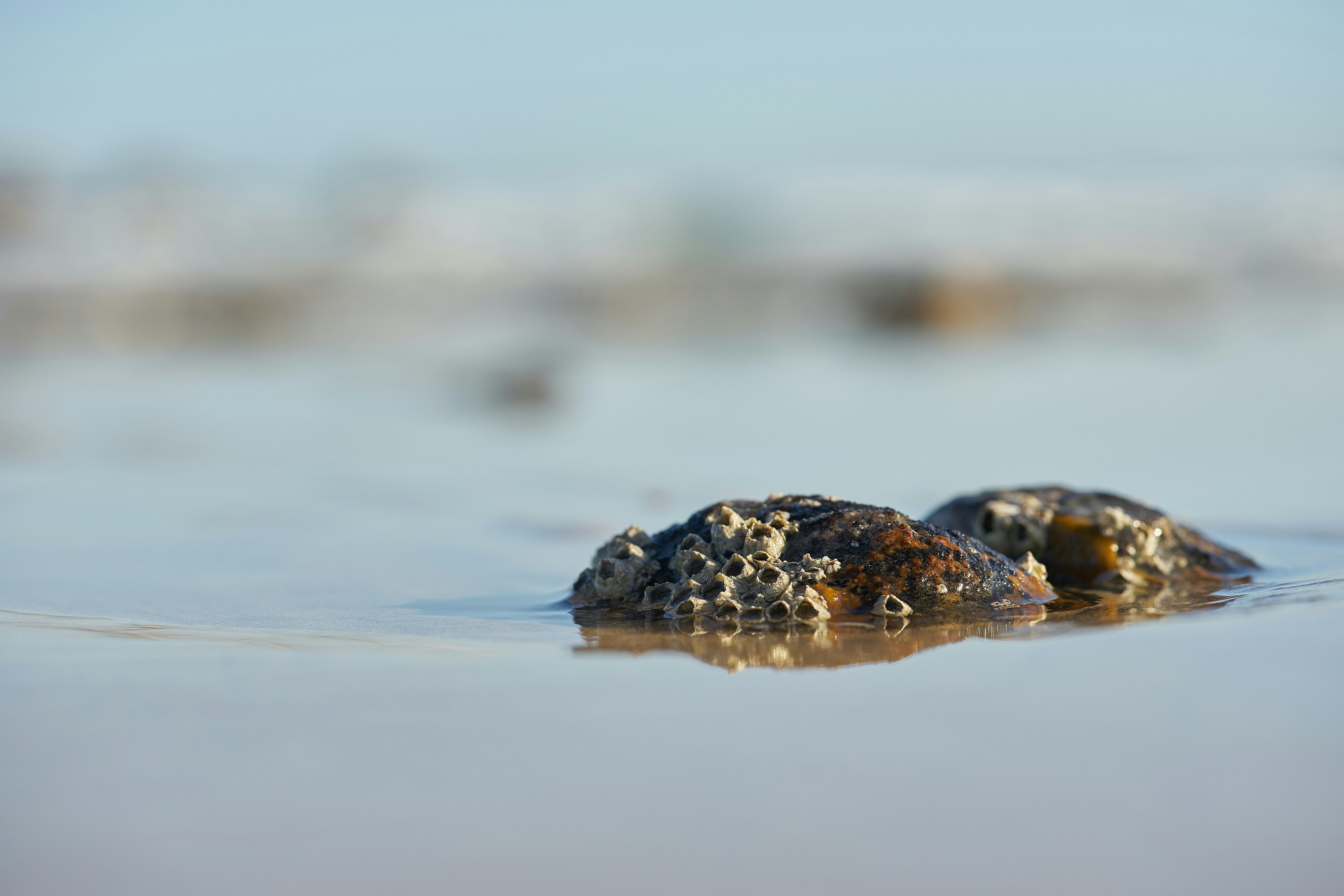 Photo by wolfgang_hasselmann