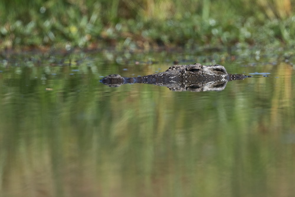 a large alligator swimming in a body of water