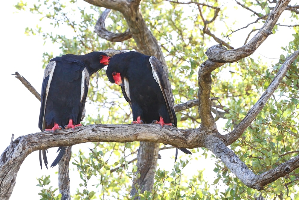 zwei schwarze Vögel sitzen auf dem Ast