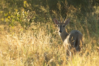 grey duiker are residents at Albizia's affordable glamping in Hluhluwe