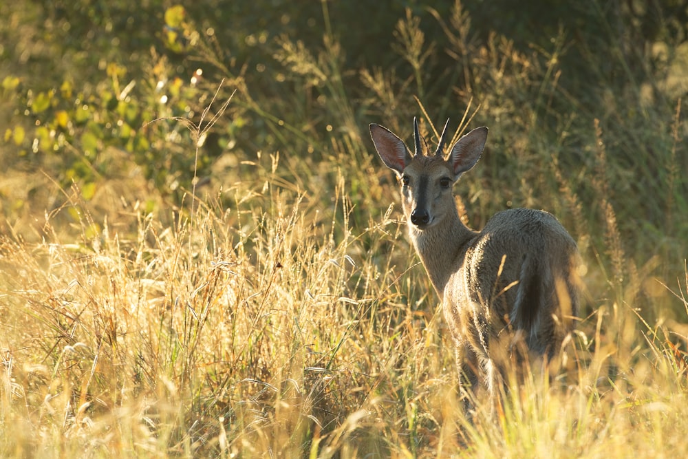 a deer standing in a field of tall grass