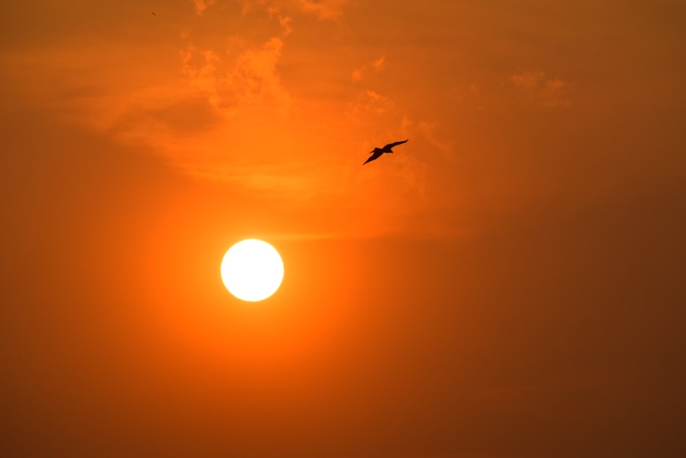 bird flying near sun
