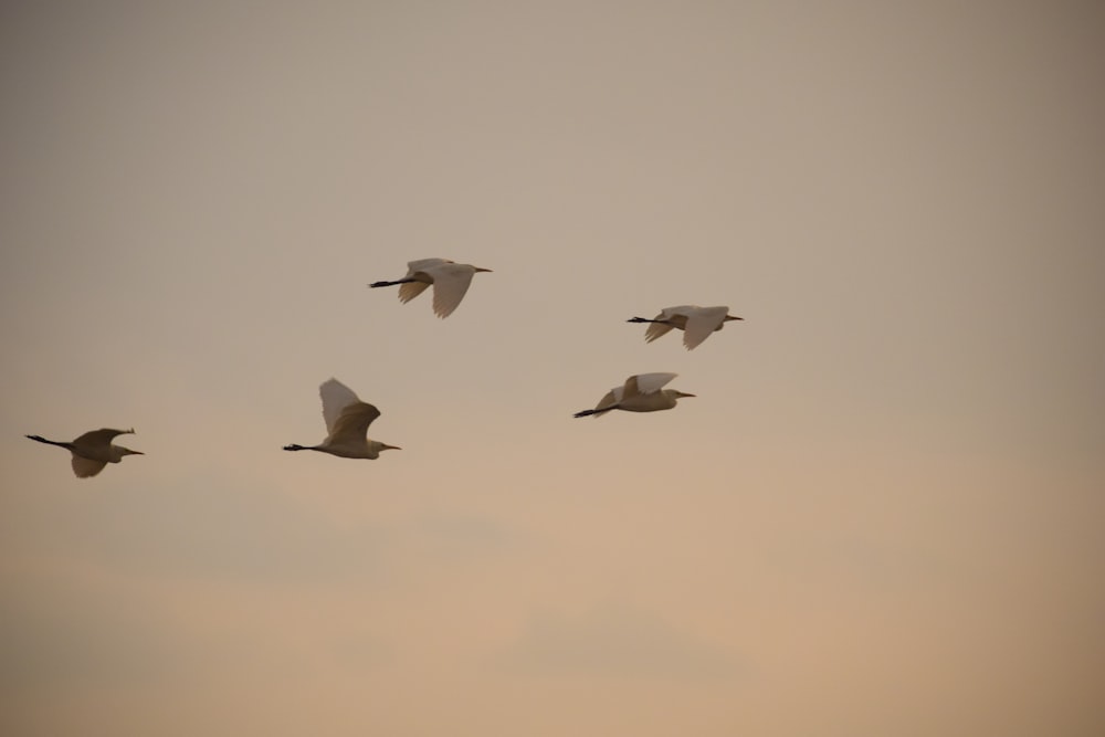 flying birds during daytime