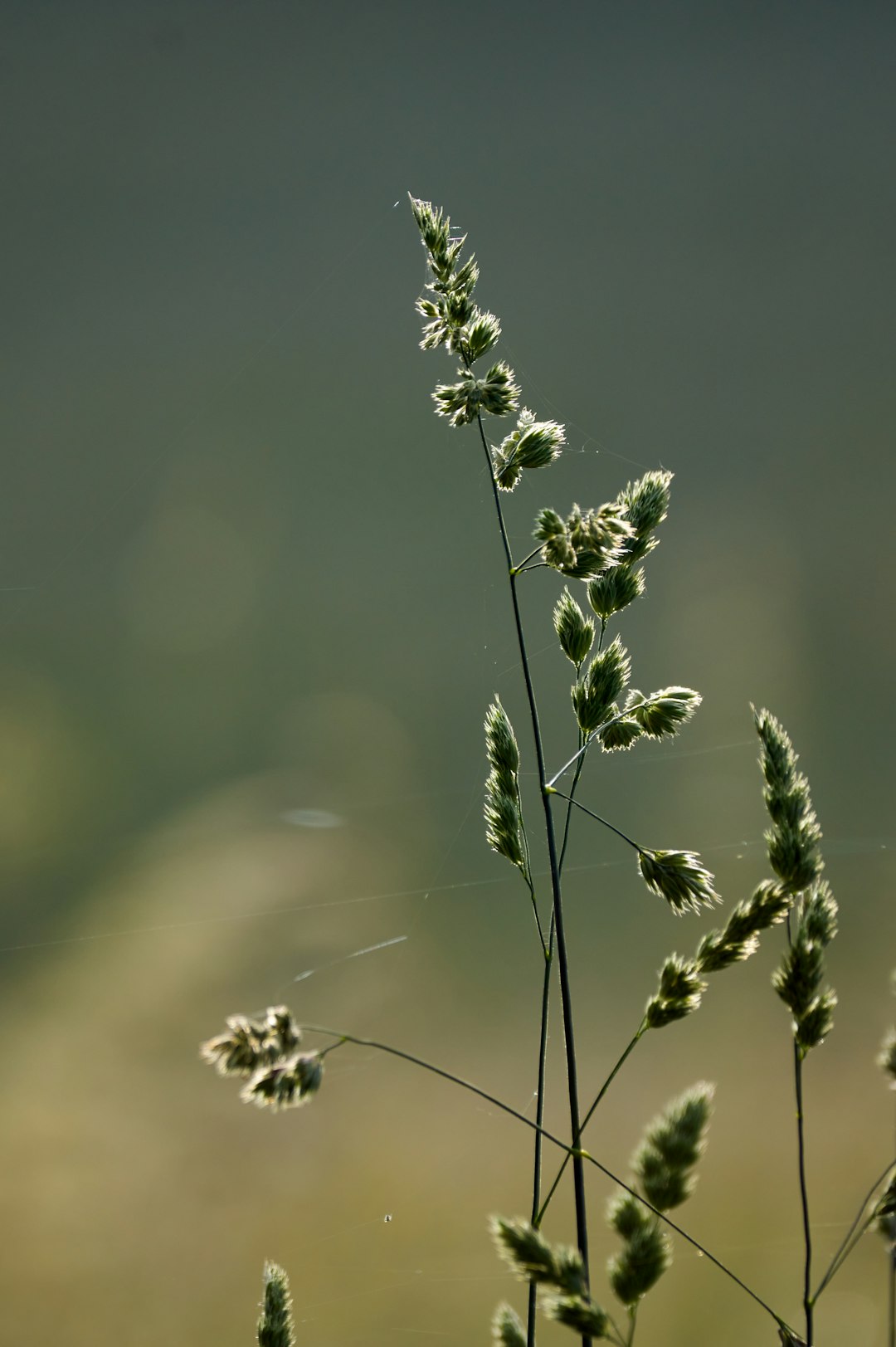 green-leafed plant