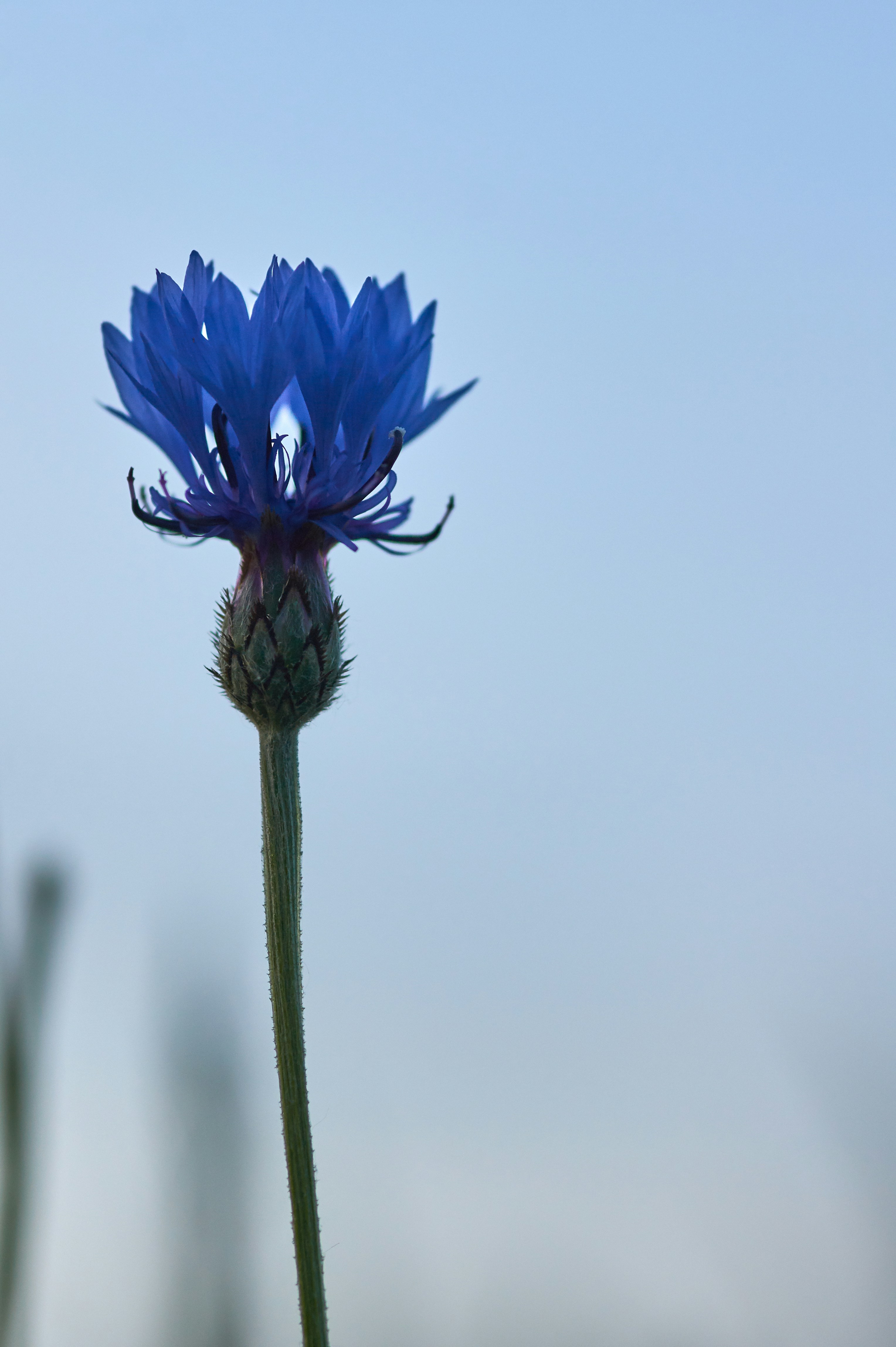 Photo by wolfgang_hasselmann