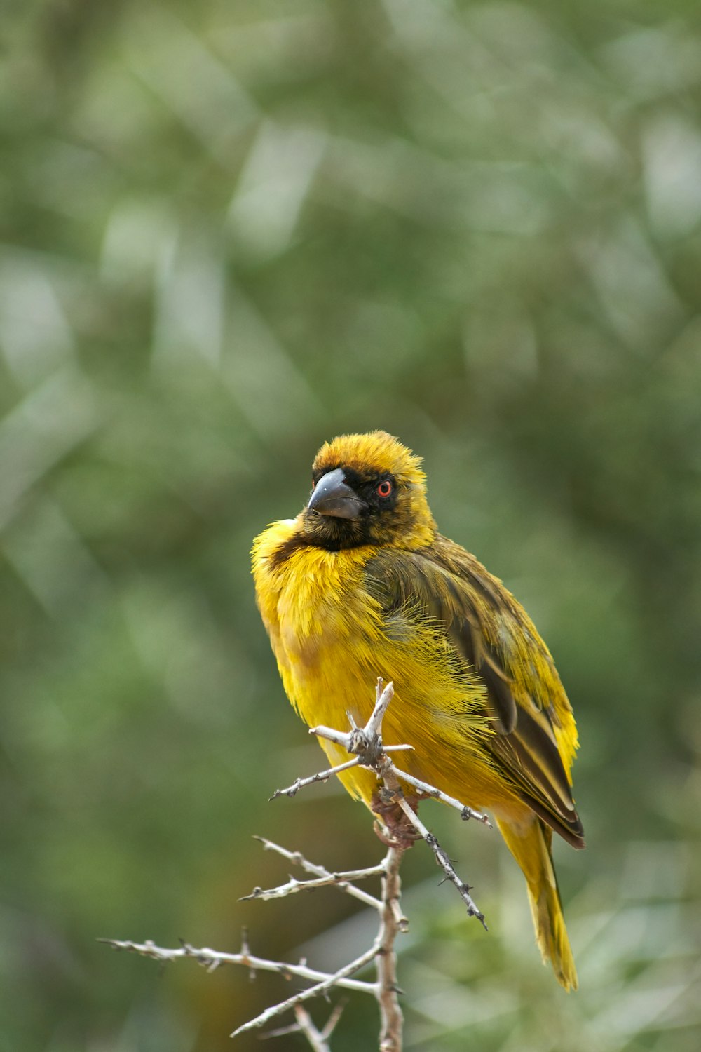 yellow and black bird photograph