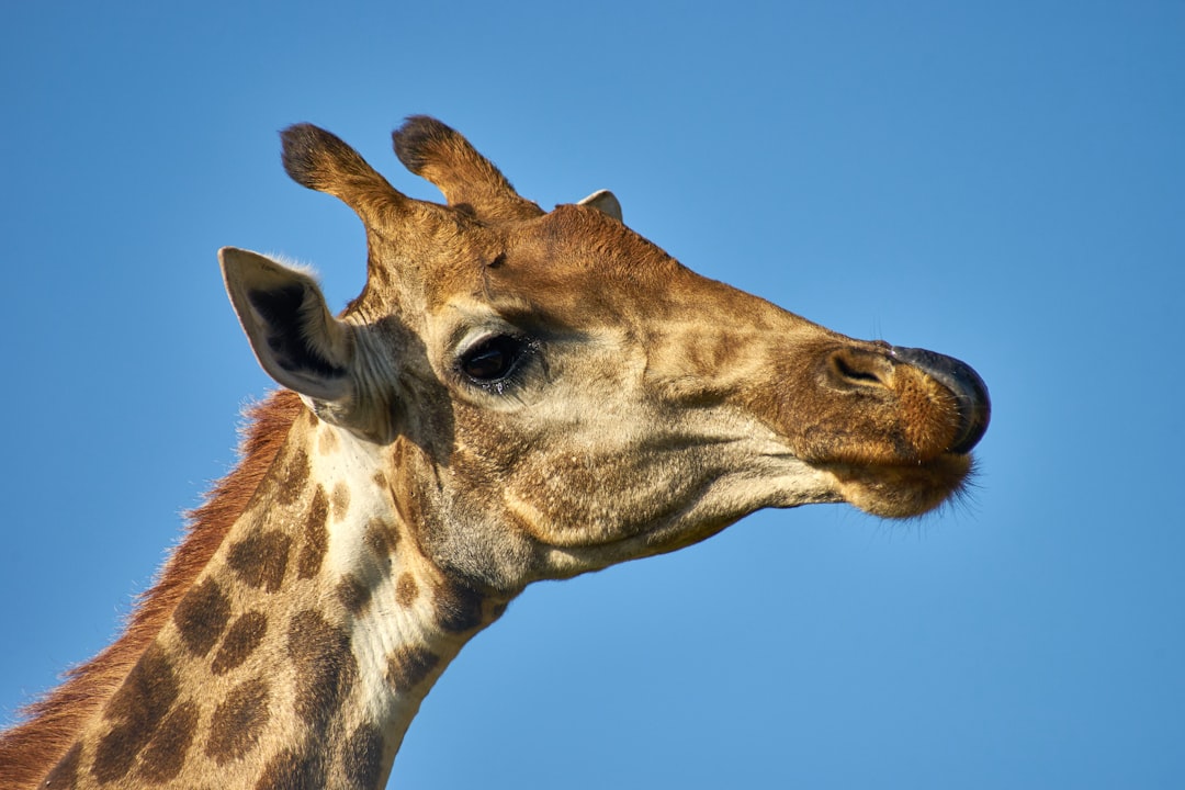 giraffe photograph