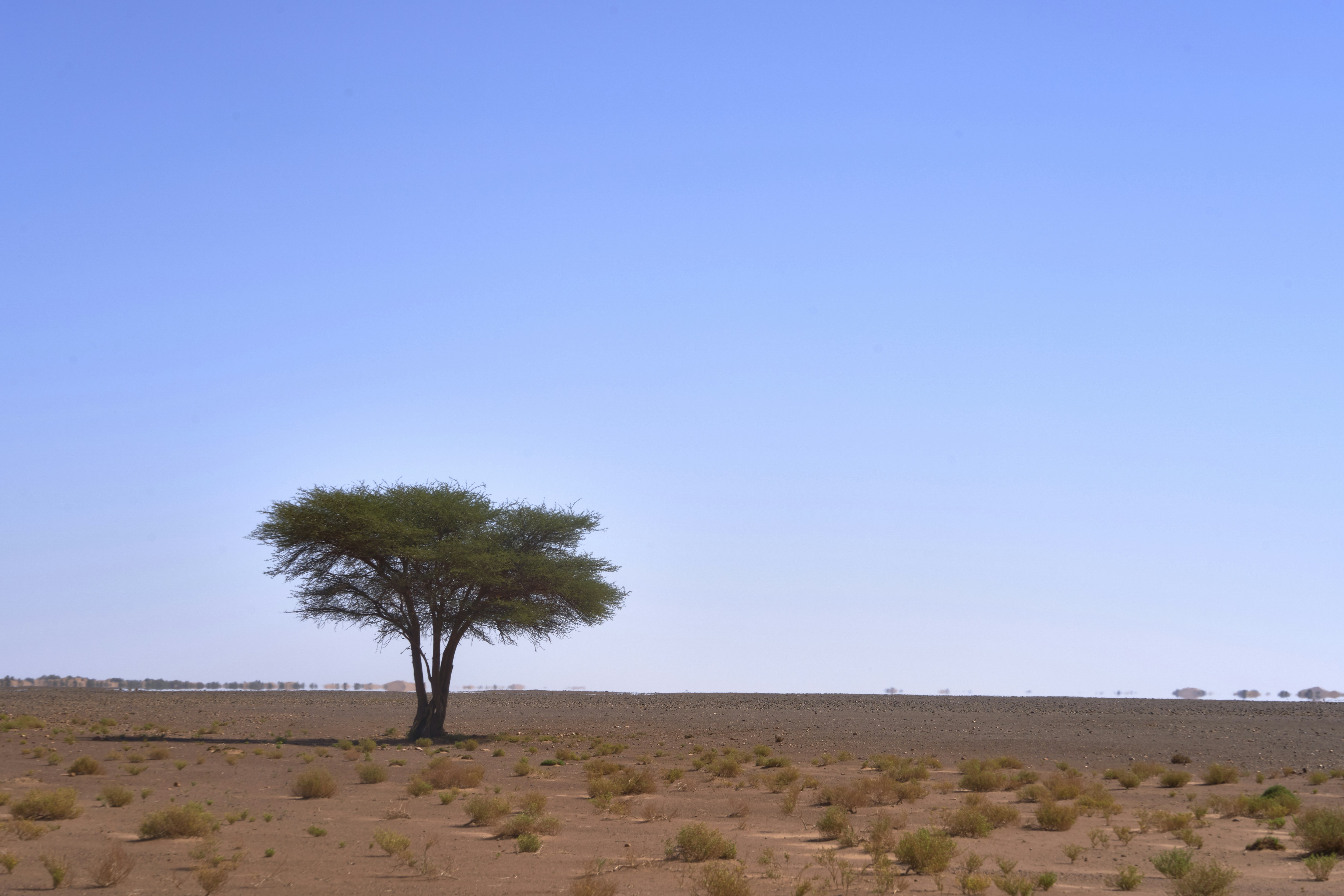 Photo by wolfgang_hasselmann