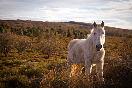 photo of Villanañe Wildlife near Pagasarri