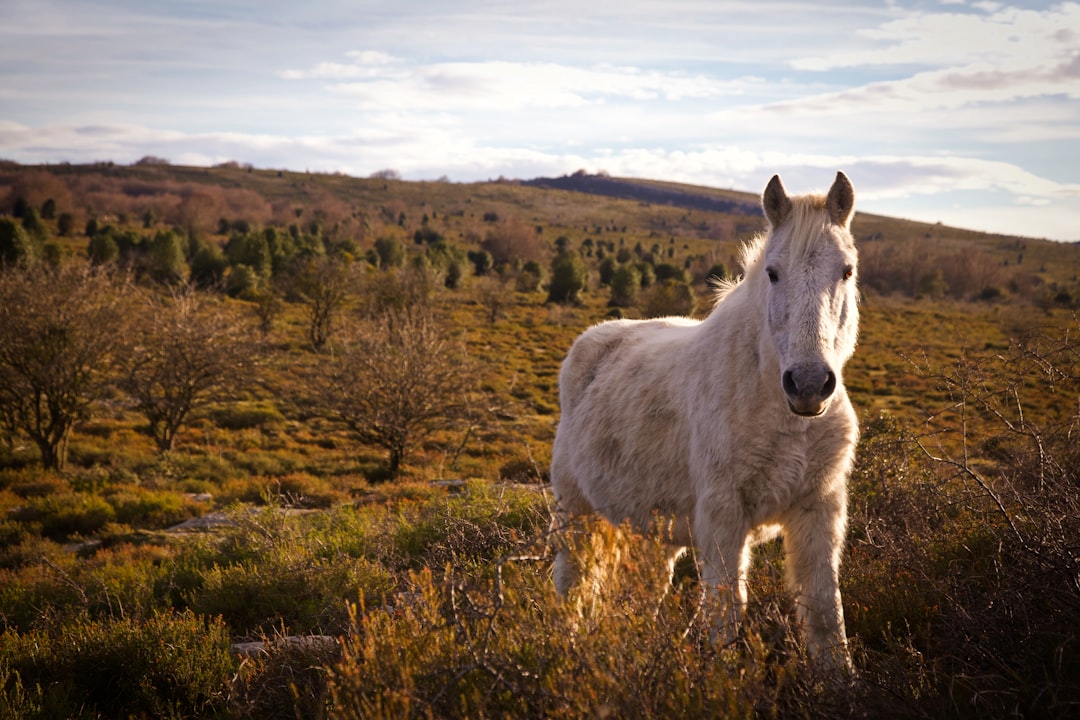 Wildlife photo spot Villanañe Vitoria-Gasteiz