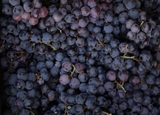 purple grapes lot