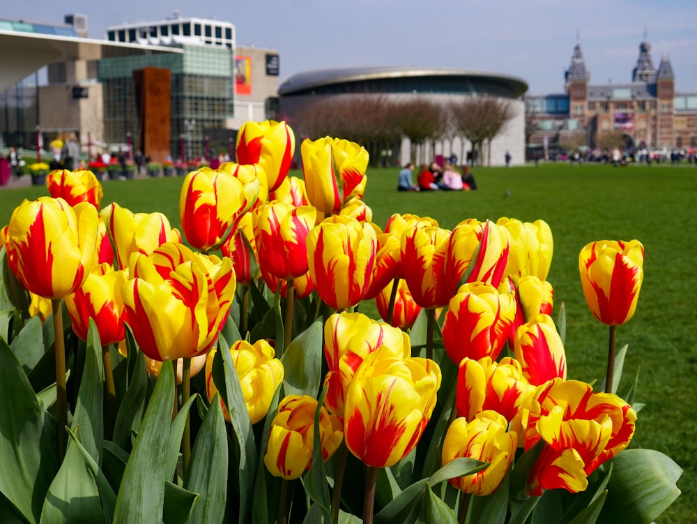 yellow and red tulip flowers in bloom