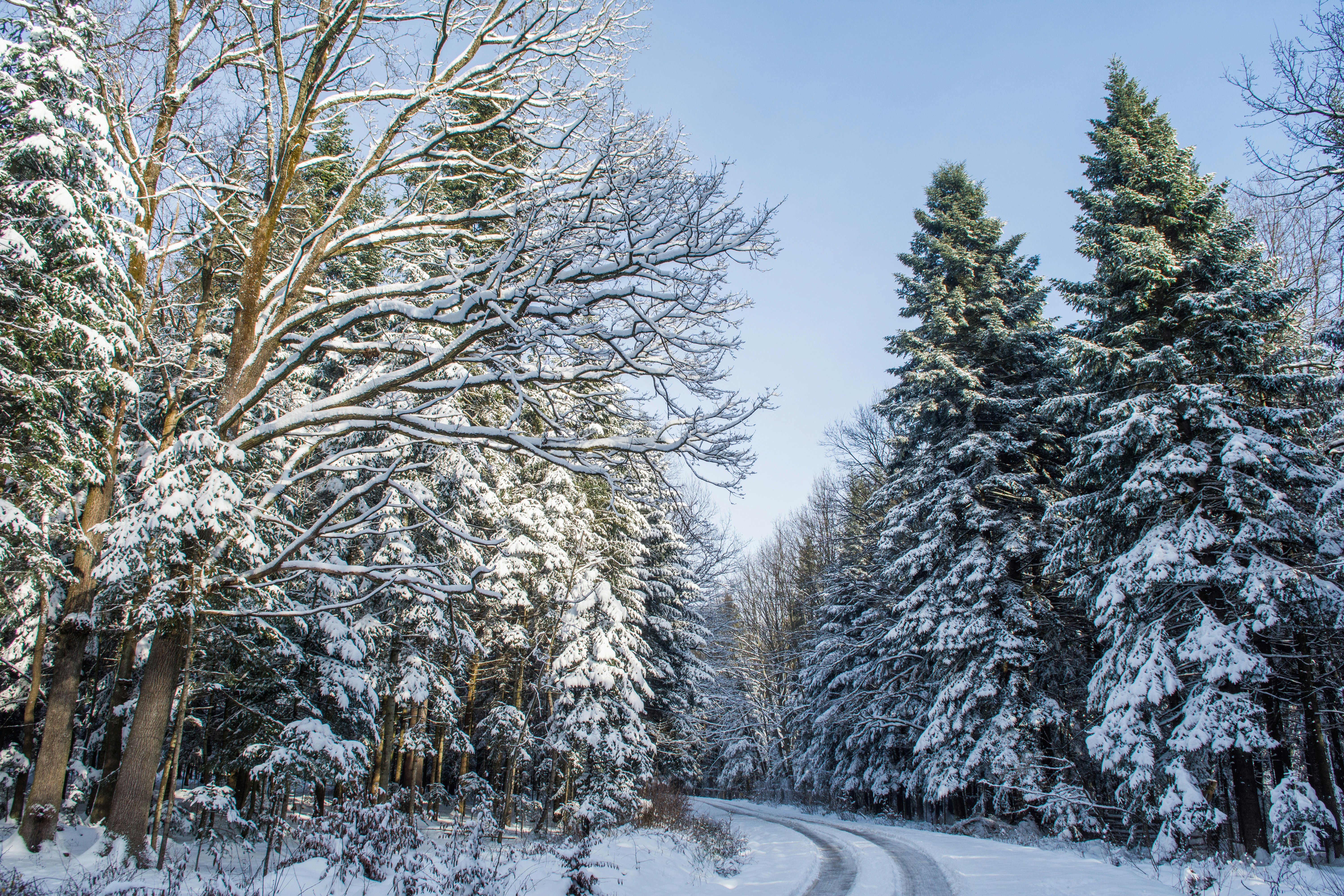 snow covered trees during daytime