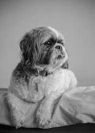A fluffy dog with long hair and a collar featuring a tag rests on a striped cushion. The breed appears to be a Shih Tzu, and the photo is in black and white, giving it a classic and timeless feel. The dog looks contemplative and relaxed.