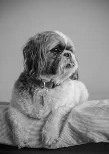 A fluffy dog with long hair and a collar featuring a tag rests on a striped cushion. The breed appears to be a Shih Tzu, and the photo is in black and white, giving it a classic and timeless feel. The dog looks contemplative and relaxed.